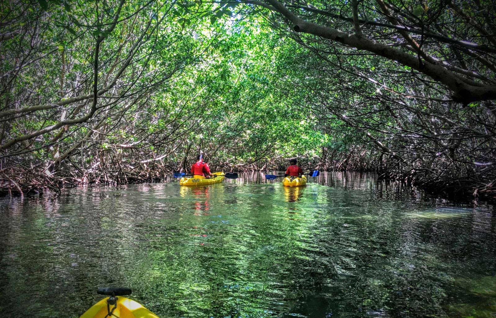 Kayakers entering the Fajardo Bio Bay through a red mangrove channel with Kayaking Puerto Rico Bioluminescence Kayak Tour
