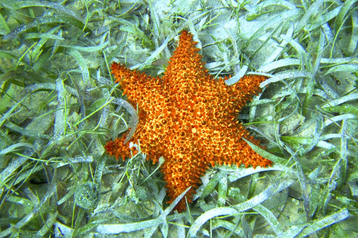 Picture of starfish while snorkeling in culebra with Kayaking Puerto Rico culebra day trip