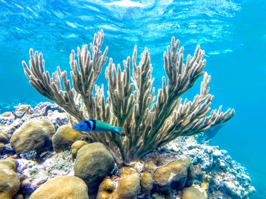 Our eco guides lead the way to show our guests the best spots in the reef. Traveling to Puerto Rico