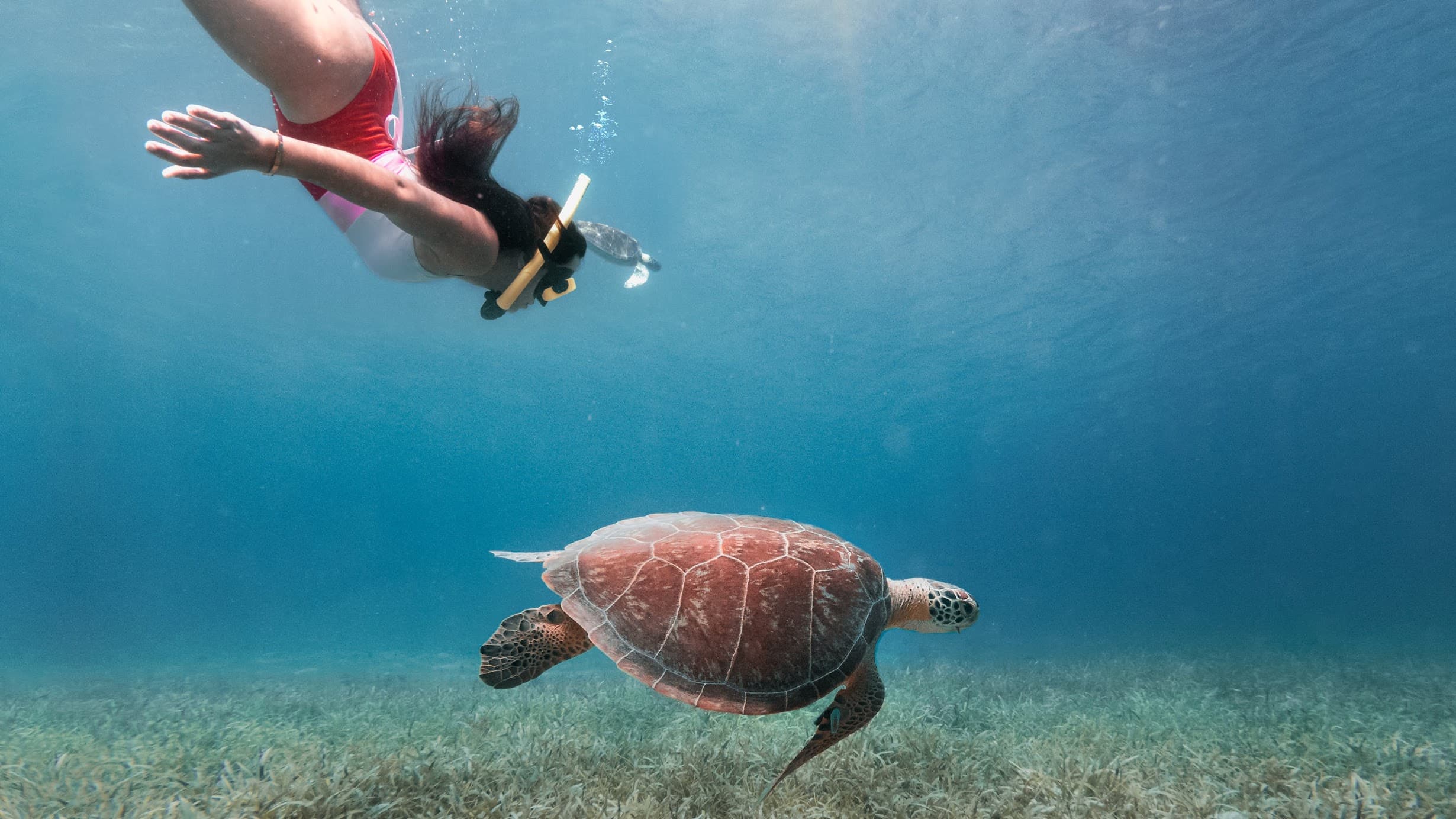 diver and a turtle
