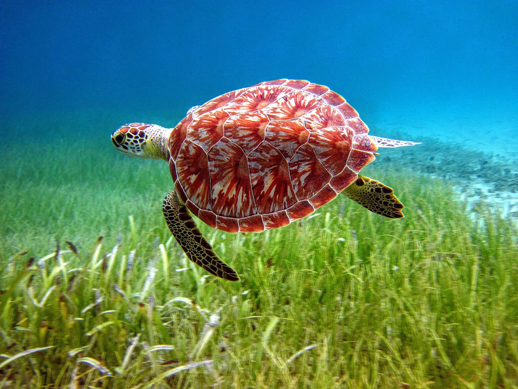 Culebra Island Snorkel & Kayaking Tour | Kayaking Puerto Rico