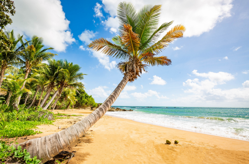 tourist places in Puerto Rico, palm