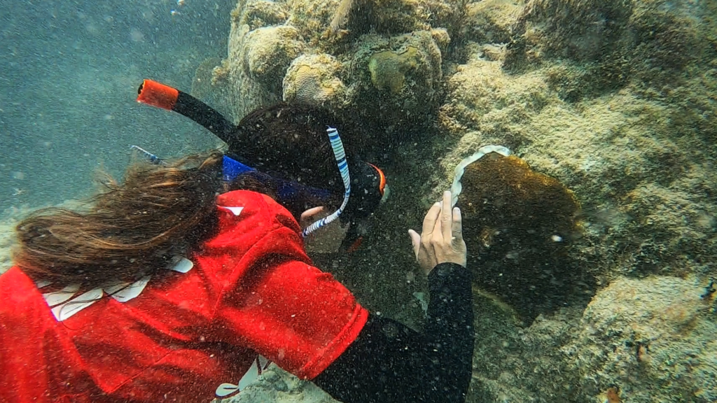 coral culebra