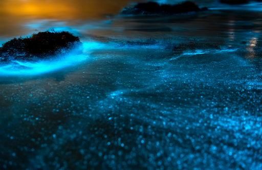 Discover the Magic of Bioluminescence in Puerto Rico