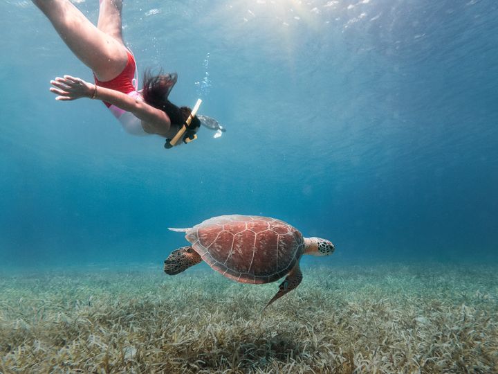 A tourist snorkeling with a sea turtle