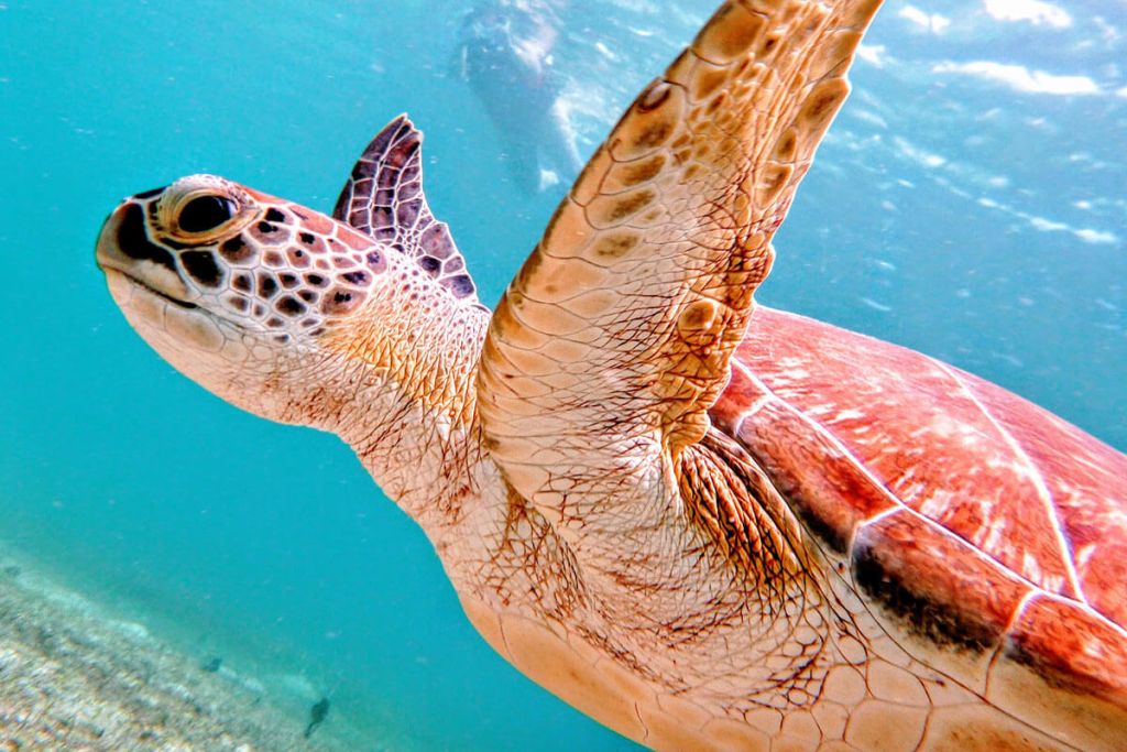 Culebra Turtle